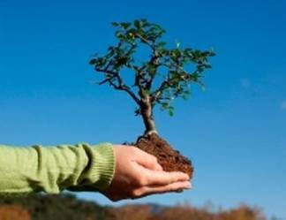 Акция по посадке деревьев пройдёт в Усть-Каменогорске